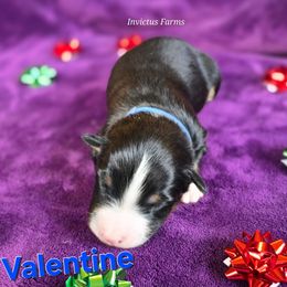 Valentine (Jason) - Black tri-color male Australian Shepherd puppy in Smithfield, Utah from Invictus Farms
