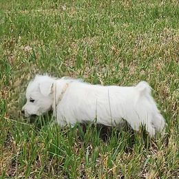 Yellow - White male West Highland White Terrier puppy in Cedaredge, Colorado from Bloom Puppies