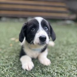 Honey - Black and white female Cardigan Welsh Corgi puppy in Wekiwa Springs, Florida from It is Corgiland