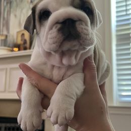 Bulldog Puppies from Sweet Rolls