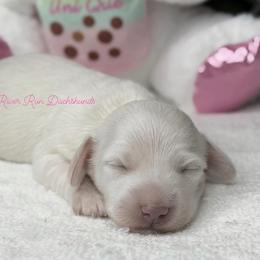 Dachshund Puppies from RRD