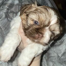 Penny - Tricolor female Shih Tzu puppy in Birmingham, Alabama from Lavender Lane Tzus