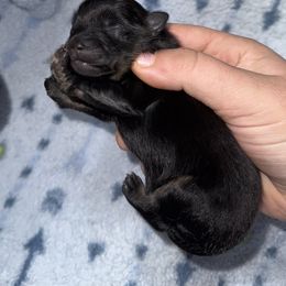 CKC- BLACK WITH TAN - Black and tan female Pomeranian puppy in Lagrange, Georgia from Harringtons Pomeranian Playground