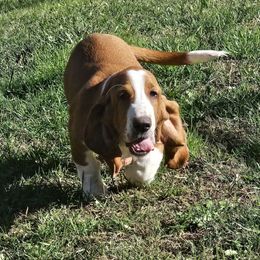 Thumper - Basset Hound