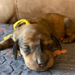 Yellow collar - Brindle male Dachshund puppy in Simms, Montana from Simms Ashuelot Kennel