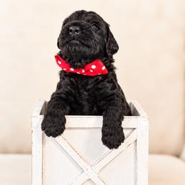 Mr. Red Collar - Black male Australian Labradoodle puppy in Wake Forest, North Carolina from Lucky Country Labradoodles