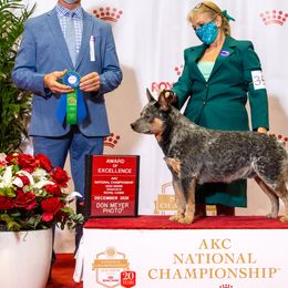 Australian Cattle Dogs from Iron Horse ACDs