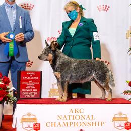 Australian Cattle Dogs from Iron Horse ACDs
