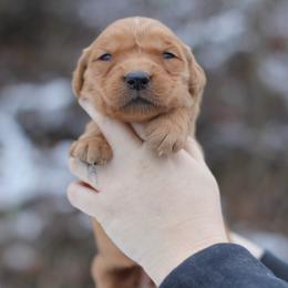 Girl 2 - Dark golden female Golden Retriever puppy in Lucasville, Ohio from Trusting Hearts Kennel