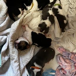 Basset Hound Puppies from Laura Lankford