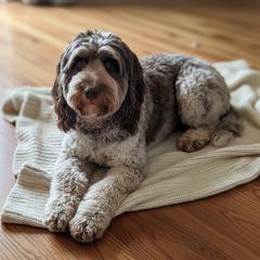 Ash - Springerdoodle