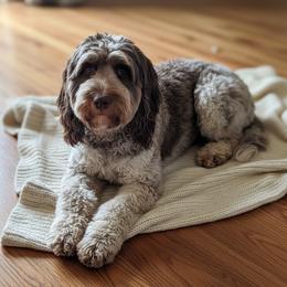 Ash - Springerdoodle