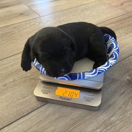 Labrador Retriever Puppies from Front Range Labradors LLC