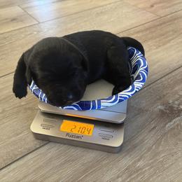 Labrador Retriever Puppies from Front Range Labradors LLC