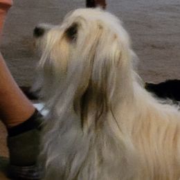 Shih Tzus from Haney Alan's Shih Tzus