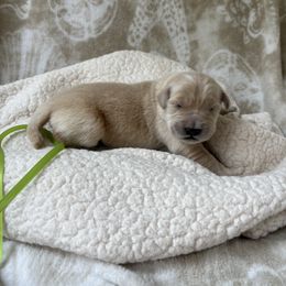 Lime green female - Golden female Golden Retriever puppy in East Hartford, Connecticut from Cherry Hollow Goldens