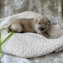 Lime green female - Golden female Golden Retriever puppy in East Hartford, Connecticut from Cherry Hollow Goldens