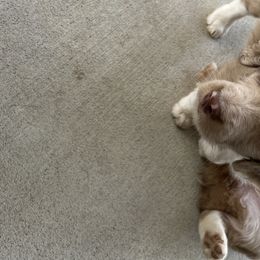 Olivia - Aussiedoodle puppy in Iowa from Simon's Doodles