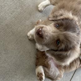 Olivia - Aussiedoodle puppy in Iowa from Simon's Doodles