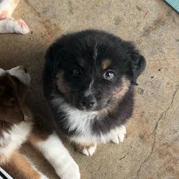 Aria - Black tri-color female Australian Shepherd puppy in Richmond, Texas from Big Zen Aussies