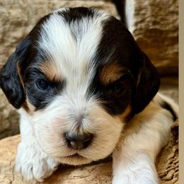 Sweetie (Yellow Collar) - Tri-color female Australian Labradoodle puppy in Mount Gilead, North Carolina from Tillery Labradoodles