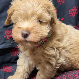 Ready (to meet you) - Wheaten male Miniature Schnauzer puppy in Groesbeck, Texas from Ranch 4M