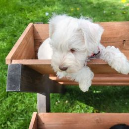 Snowball - Miniature Schnauzer puppy from Bearded Dynasty Schnauzers