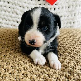 Romeo - Black tri-color male Australian Shepherd puppy in Zwingle, Iowa from Homestead Aussies & Doodles