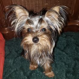 Yorkshire Terriers from Yorkie Paws