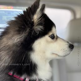 Remi - Pomsky