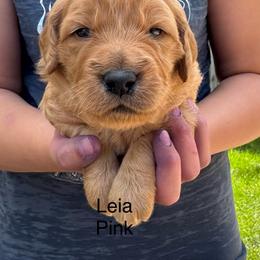 Leia - Apricot female Goldendoodle puppy in Golden, Colorado from Golden Mesa Doodles