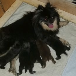 Bo - Pomeranian