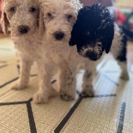 Bernedoodle and Double Doodle Puppies from ETX Dandy Doodle