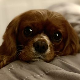Penny - Cavalier King Charles Spaniel