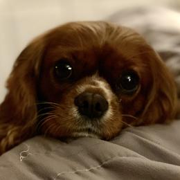 Penny - Cavalier King Charles Spaniel