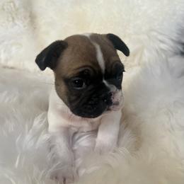 French Bulldog Puppies from Yellowstone Frenchies