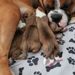 Boxer Puppies from Mischievous Boxers