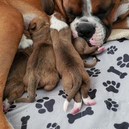 Boxer Puppies from Mischievous Boxers