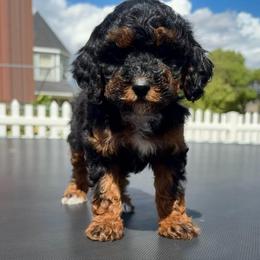 She-Hulk - Phantom female Poodle puppy in Henefer, Utah from Mountain Valley Poodles