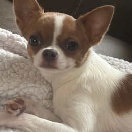 Georgia - Chihuahua