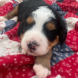 Bentley - Tri-color male Bernedoodle puppy in Camden, Michigan from FurEver Friends Finder