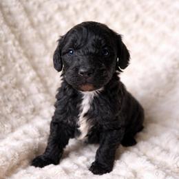 Bentley - Parti male Goldendoodle puppy in Warrensburg, Missouri from Supreme Doodles