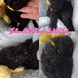 Poodle Puppies from Majestic Royalty Poodles