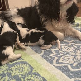 Cavalier King Charles Spaniel Puppies from Paradise Cavaliers