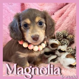 Dachshund and French Bulldog Puppies from Scarlet Sons Frenchies