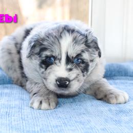Ebi - Blue merle female Australian Shepherd puppy in Coldwater, Michigan from Northern Star Australian Shepherds