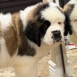 Boy 1 - Brown and white male Saint Bernard puppy in Wellington, Colorado from Thunder Keg St. Bernards