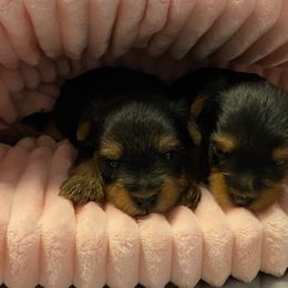 Yorkshire Terrier Puppies from Exquisite Yorkies