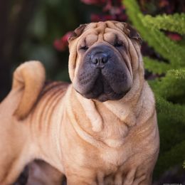 Liv - Chinese Shar-Pei