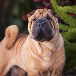 Liv - Chinese Shar-Pei